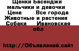 Щенки Басенджи ,мальчики и девочки › Цена ­ 1 - Все города Животные и растения » Собаки   . Ивановская обл.